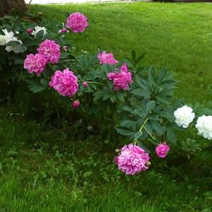 Meet your Posher, Christinebradmarie